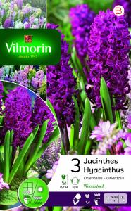 Jacinthe Woodstock (x3)